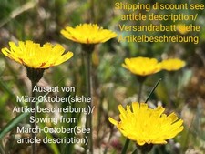 Kleines Habichtskraut, Hieracium pilosella, hawkweed, 200 seeds, samen