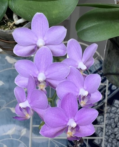 Orchidee phalaenopsis phal - orchidee,