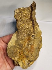 **XL TRICERATOPS SKULL