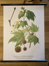 Platane Baum Rollkarte