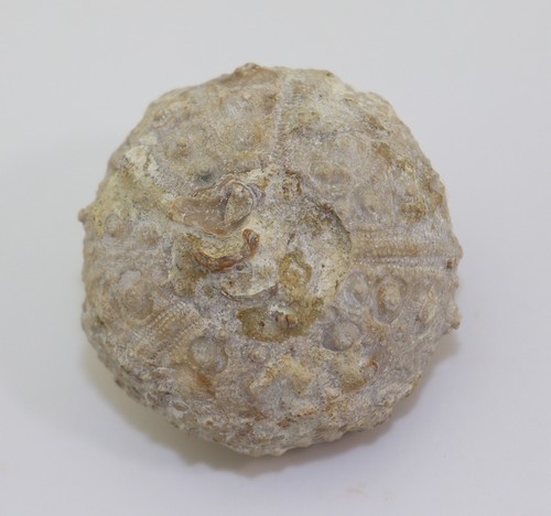 Seeigel rhabdocidaris - seeigel,,