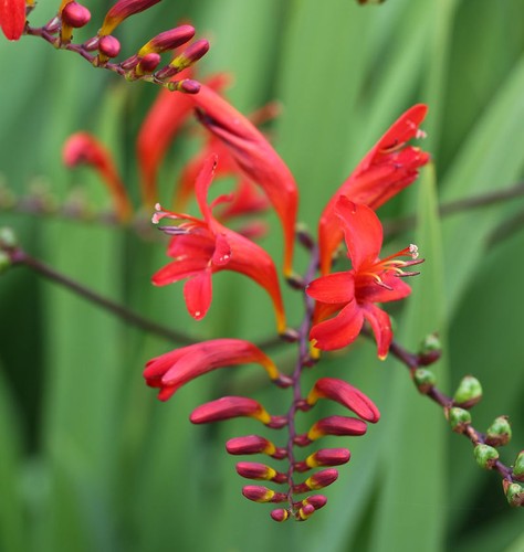 Garten monbretie lucifer - garten,