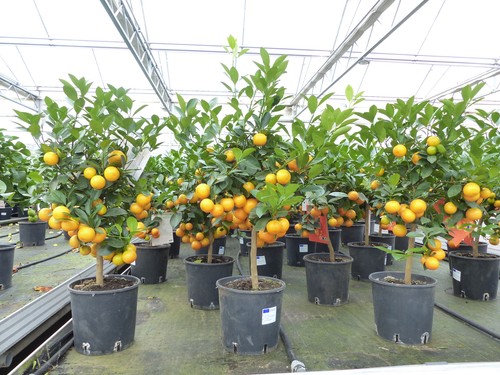 Calamondin stamm orange citrus - stamm,