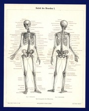 Druck Skelett I.  von 1897 -