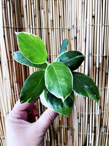 Rare hoya obscura - rare,