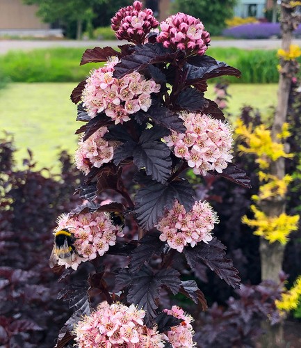 Baldur garten physocarpus - garten,