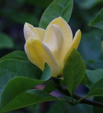 Magnolie Blue Opal 100-125cm -