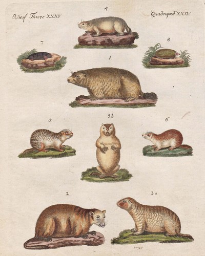 Maulwurf ziesel murmeltiere - maulwurf,