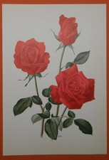   As de Coeur Herz As Rose Offset-Lithographie Anne Marie Trechslin 1961 Roses 