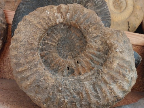 Ammonit eparietites sp - eparietites,