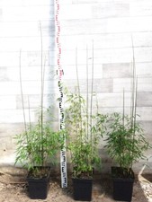 Jadebambus roter Bambus