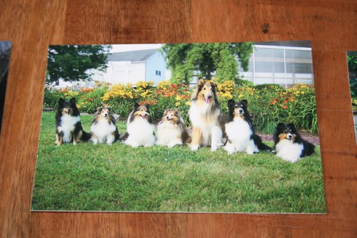 Hunde postkarte von poster xxl - hunde,