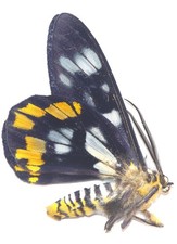 LEPIDOPTERA, GEOMETRIDAE