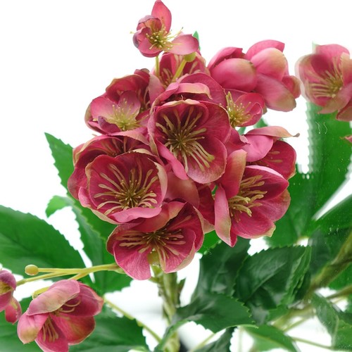 Gasper christrose helleborus - gasper,