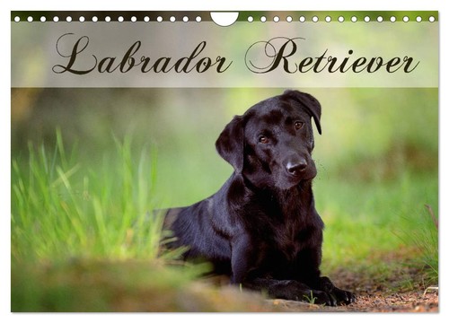 Labrador retriever - labrador,