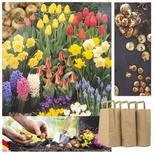 100 Blumenzwiebeln Blumenmix