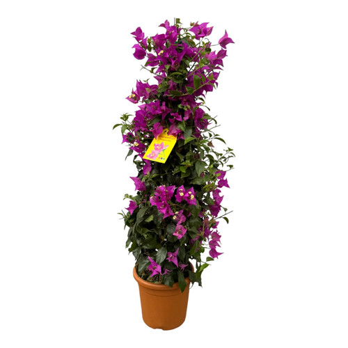 Bougainvillea pyramide 80 cm - pyramide,