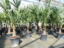 ANGEBOT: Trachycarpus fortunei 140 cm Palme Hanfpalme, winterhart bis -18°C