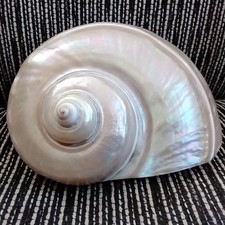 Alte riesige Pearly Turban /