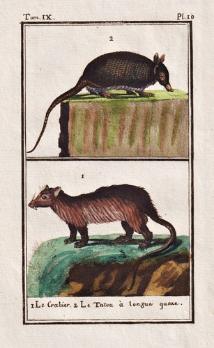 Gürteltier armadillo tatou