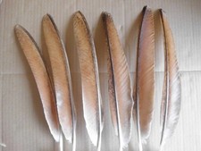 8 rotbraune  Pfauenfedern   33 - 35 cm  lang,