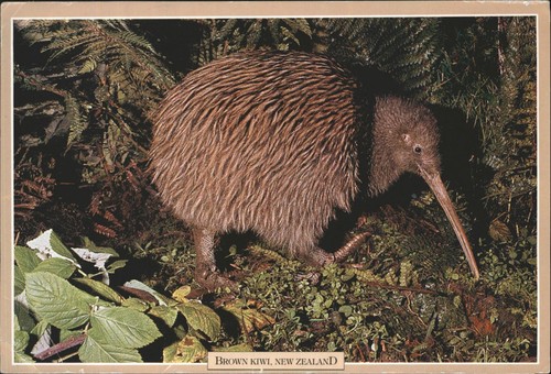 Vintage brown kiwi neuseeland - brown,