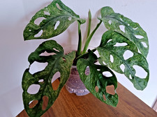 Monstera Adansonii  Mint