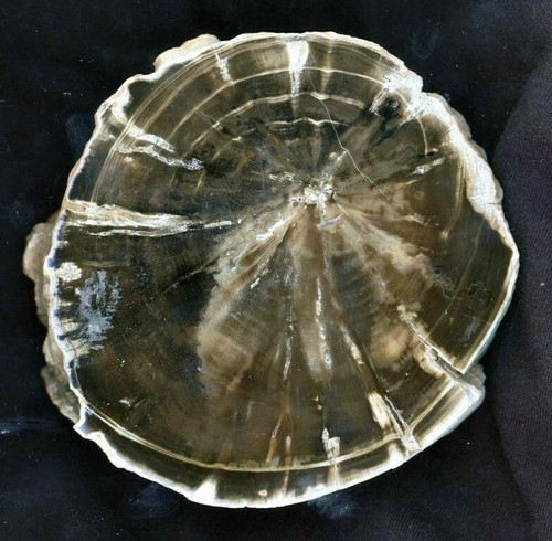 Versteinertes holz von - versteinertes,
