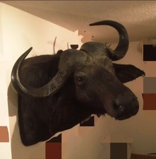 Kaffernbüffel Afrika Jagd