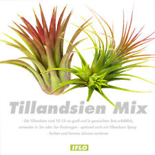 Tillandsien Pflanzen Echt im Mix -  Tillandsia Luftpflanzen, Terrarium Pflanzen,