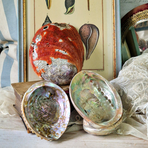 Muscheln abalone groß - 3,