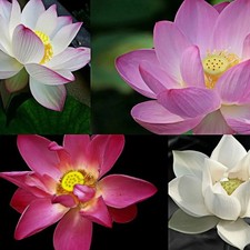 30-90x Lotus Samen Nelumbo
