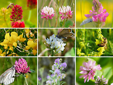 KLEE MISCHUNG 10 Sorten