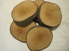 5 x Haselnuss Holzscheiben -