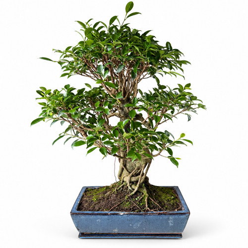 Zimmerbonsai ficus retusa - zimmerbonsai,