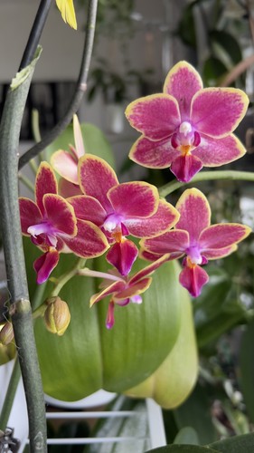 Phalaenopsis sogo gotris - phalaenopsis,