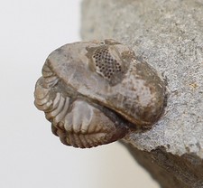 Trilobit, Geesops schlotheimi