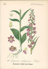 Chromolithographie : Kleinblätteriger Dingel oder Stendel. Epipactis microphylla