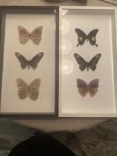Schmetterlinge hinter Glas 2 Holzrahmen schwarz /weiß 30x55x5 Vintage 6 Falter
