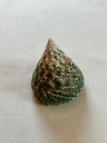Trochus grün - trochus,