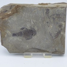 Silur Fossil Eurypterus