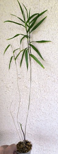 Dendrobium ramosii - ,
