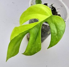 Rhaphidophora Tetrasperma Monstera Minima Yellow Marilyn 