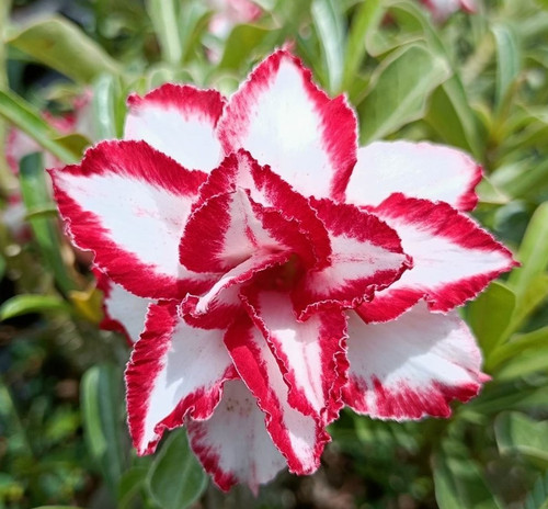 Wüstenrose adenium obesum - wüstenrose,