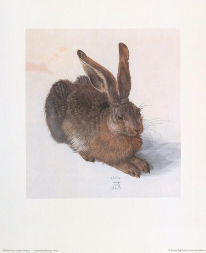 Albrecht dürer feldhase aus - albrecht,