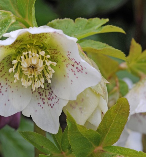 Christrose lenzrose white - lenzrose,