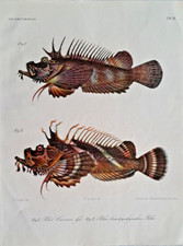 Pieter Bleeker Steinfische III