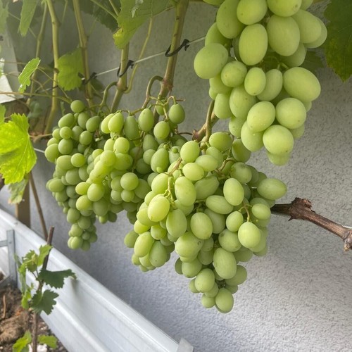 Kernlose weinrebe weintraube - ,