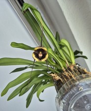 Orchidee, Dracula Vlad-tepes