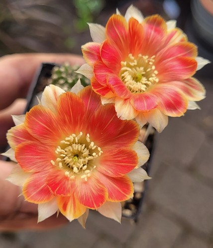 Echinopsis-Chamaecereus-Hybrid